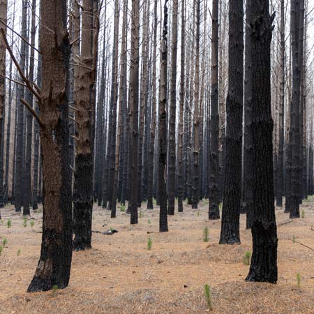 In che modo LOIM affronta la sfida della gestione forestale?